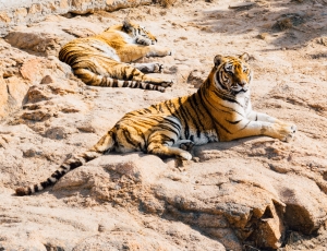 two tiger animal lying on ground during daytime thumbnail